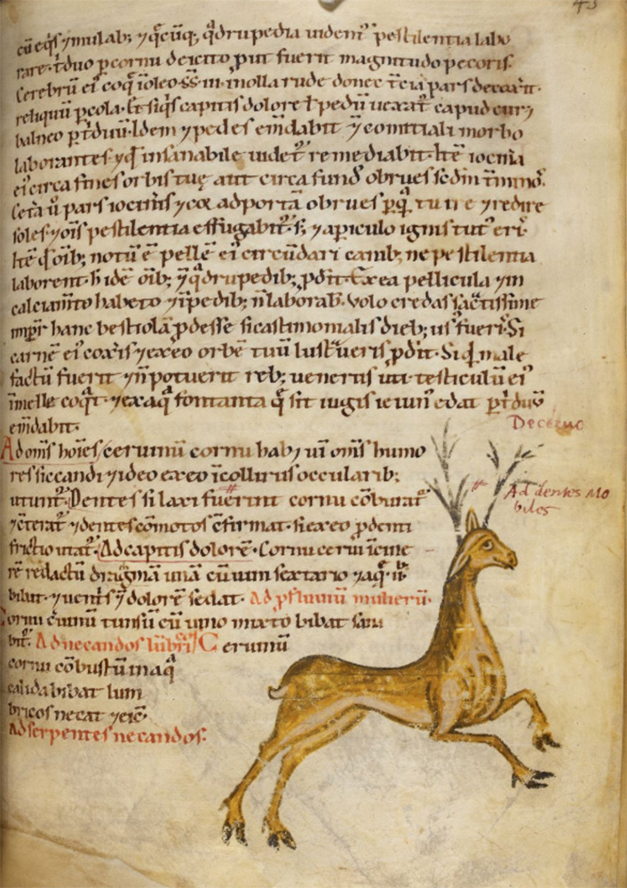Sample page - British Library Harley MS 4986
