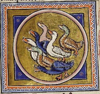 A variety of wild and domestic ducks