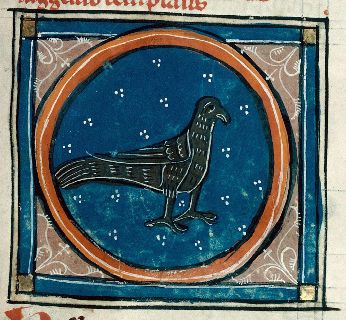 Blackbird with a mournful look