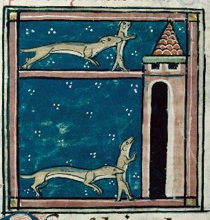 Weasel carrying young from place to palce