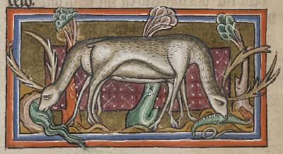 Stag eating snake, stag drinking water