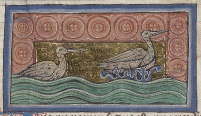 Coot nesting on the water