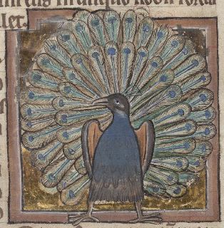 Peacock showing its marvelous tail