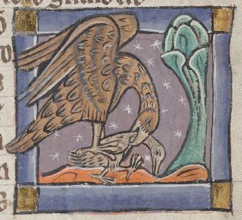 Kite catching a domestic bird