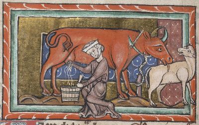 Cow being milked