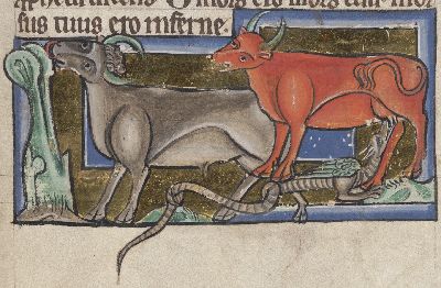 Boa sucking milk from a cow