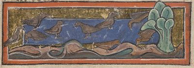 Sparrows foraging for seeds on the ground