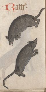 Two grey rats