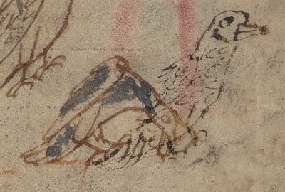 Bird called furfurio