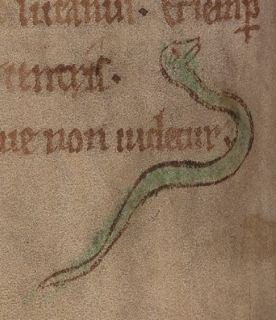 Serpent called salpingua