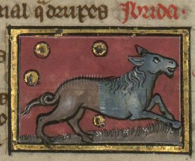 A hybrid beast called ibrida