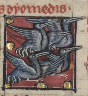 Flock of dyomeda birds transformed from men