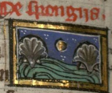 Sponges as two shells