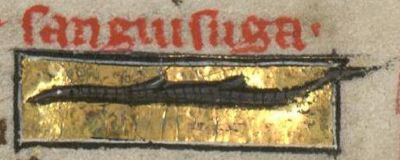 Leech as a long thin worm with fins