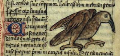 Brown bird with an oddly long beak