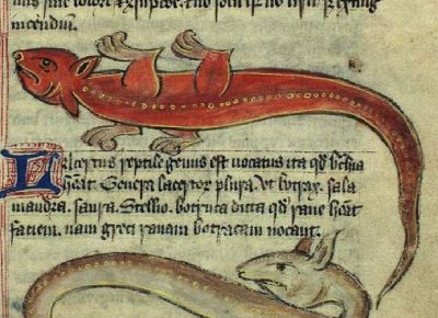 Orange-red lizard, seeming to hang from ceiling