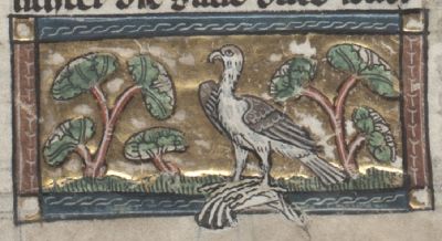 Hawk with other bird in claws